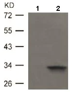 Western blot - Anti-Cdk6 (phospho Y13) antibody (AB131439)