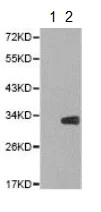 Western blot - Anti-Cdk6 (phospho Y13) antibody (AB194871)