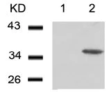 Western blot - Anti-Cdk6 (phospho Y24) antibody (AB131469)