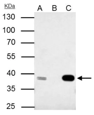 Immunoprecipitation - Anti-Cdk7 antibody (AB137716)