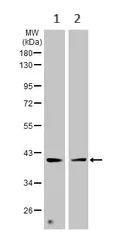Western blot - Anti-Cdk7 antibody (AB137716)