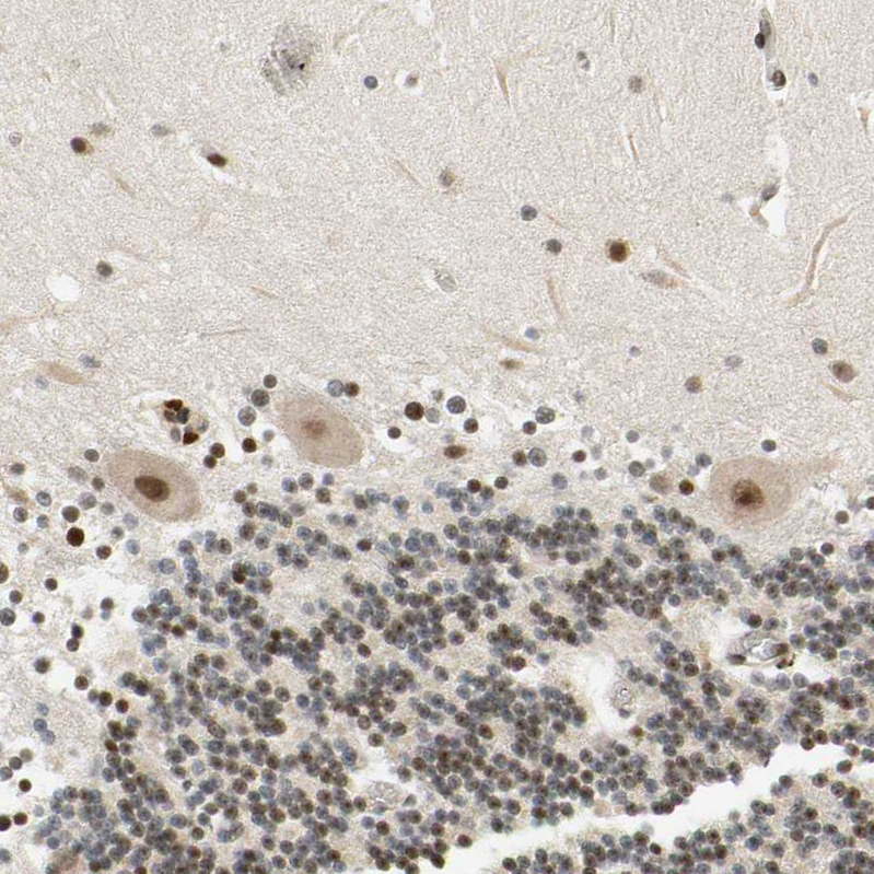 Immunohistochemistry (Formalin/PFA-fixed paraffin-embedded sections) - Anti-Cdk7 antibody (AB262854), expandable thumbnail