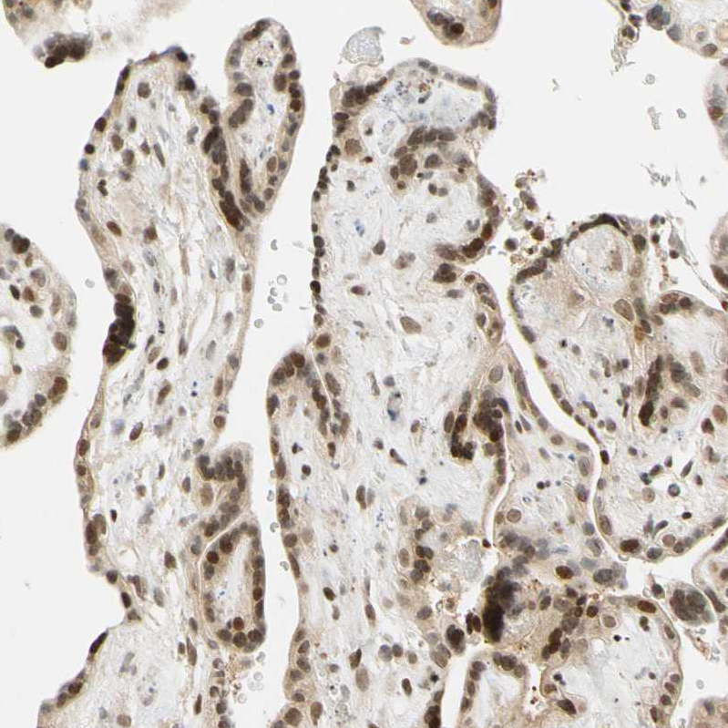 Immunohistochemistry (Formalin/PFA-fixed paraffin-embedded sections) - Anti-Cdk7 antibody (AB262854), expandable thumbnail