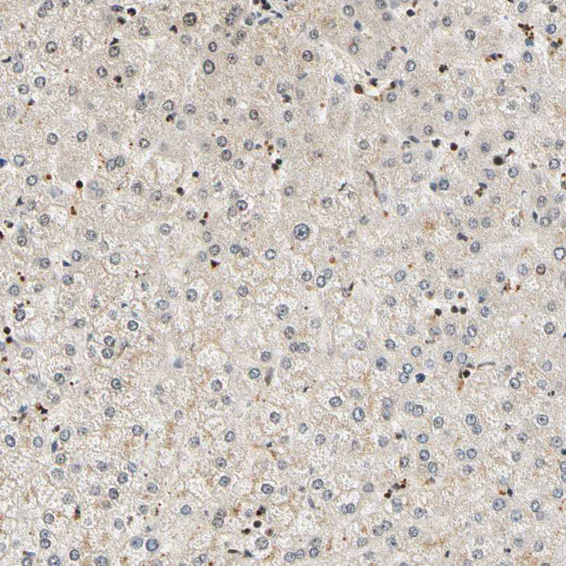 Immunohistochemistry (Formalin/PFA-fixed paraffin-embedded sections) - Anti-Cdk7 antibody (AB262854), expandable thumbnail