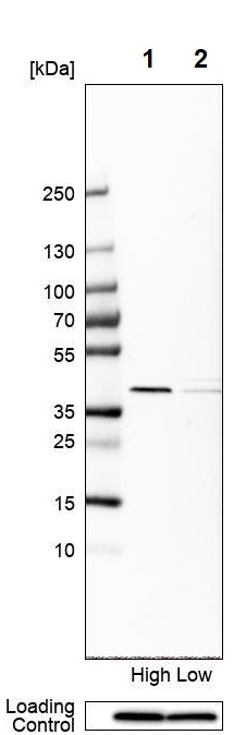 Western blot - Anti-Cdk7 antibody (AB262854), expandable thumbnail