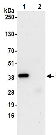Immunoprecipitation - Anti-Cdk7 antibody [BL-80-3D4] (AB243863)
