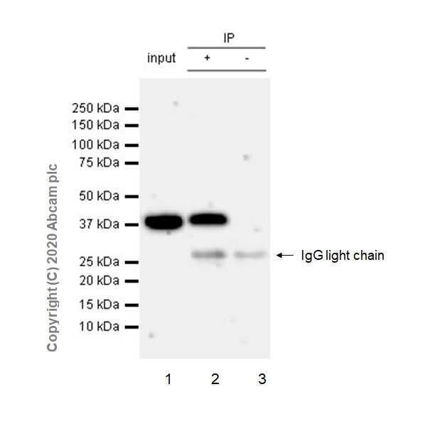 Immunoprecipitation - Anti-Cdk7 antibody [EPR23695-115] (AB256787)