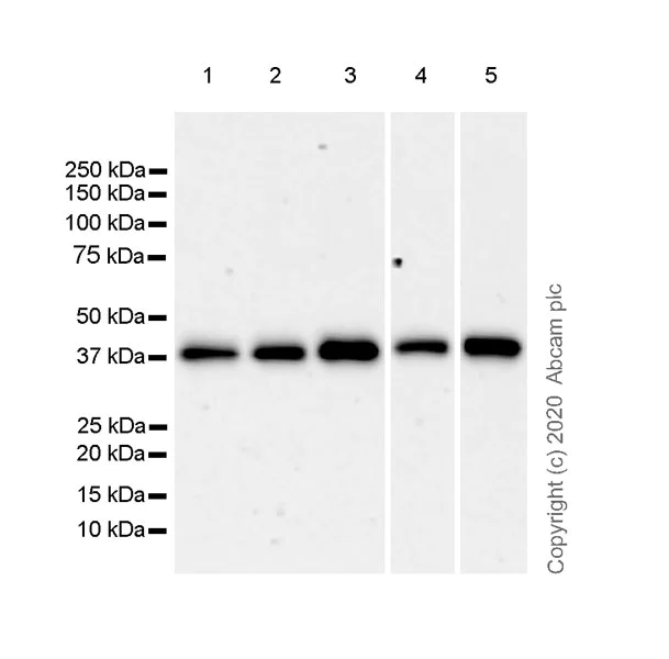Western blot - Anti-Cdk7 antibody [EPR23695-115] (AB256787)