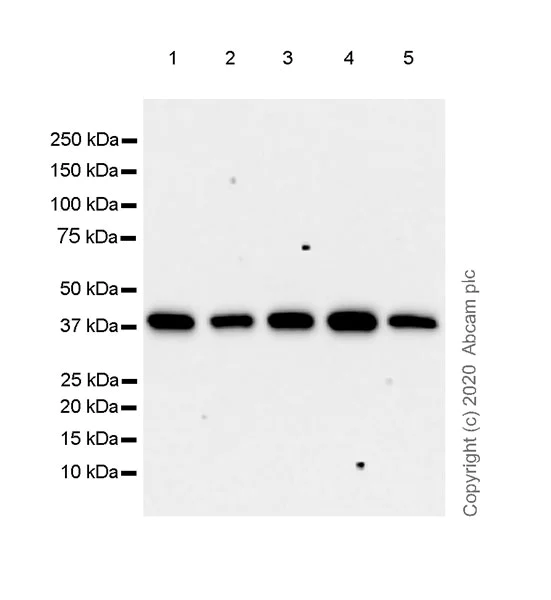Western blot - Anti-Cdk7 antibody [EPR23695-115] (AB256787)