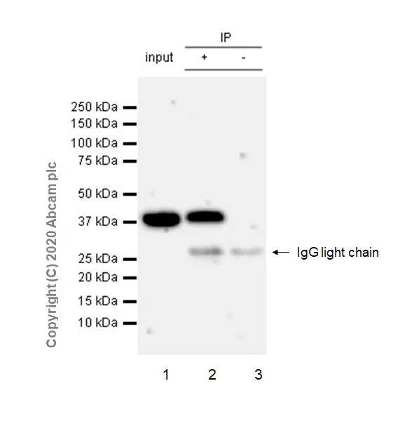 Immunoprecipitation - Anti-Cdk7 antibody [EPR23695-115] - BSA and Azide free (AB273630)