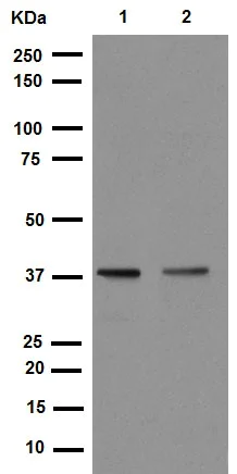 Western blot - Anti-Cdk7 (phospho T170) antibody [EPR6650(2)] (AB155976)