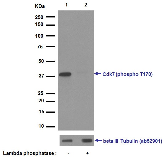 Western blot - Anti-Cdk7 (phospho T170) antibody [EPR6650(2)] - BSA and Azide free (AB240954)