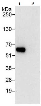 Immunoprecipitation - Anti-Cdk8 antibody (AB224828), expandable thumbnail
