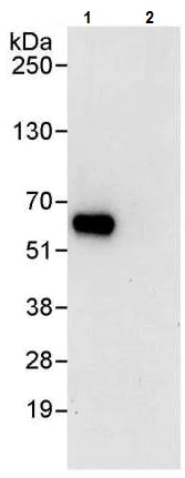 Immunoprecipitation - Anti-Cdk8 antibody (AB224828)