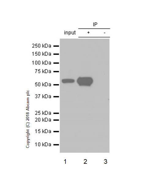 Immunoprecipitation - Anti-Cdk8 antibody [EPR21005] (AB229192)
