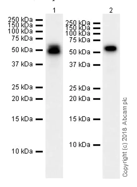 Western blot - Anti-Cdk8 antibody [EPR21005] (AB229192)