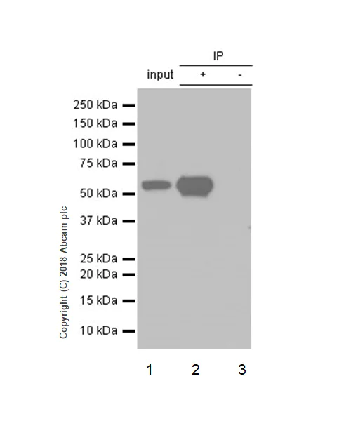 Immunoprecipitation - Anti-Cdk8 antibody [EPR21005] - BSA and Azide free (AB239523)