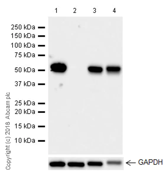 Western blot - Anti-Cdk8 antibody [EPR21005] - BSA and Azide free (AB239523)