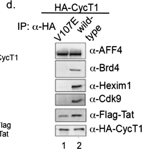 Western blot - Anti-Cdk9 antibody (AB6544)