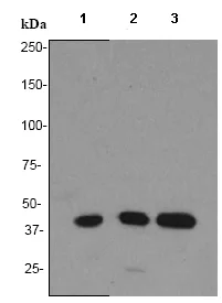 Western blot - Anti-Cdk9 antibody [EP3118] (AB75848)