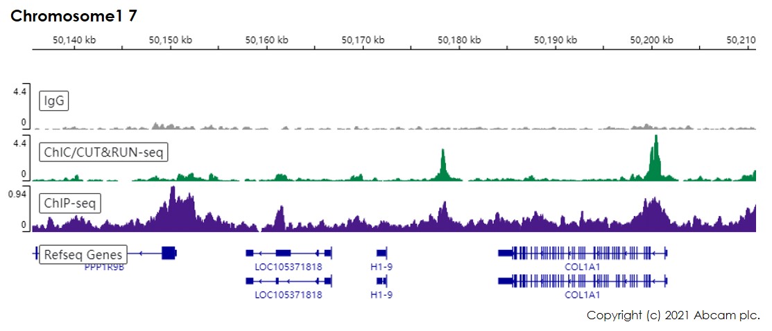 ChIC/CUT&RUN sequencing - Anti-Cdk9 antibody [EPR22956-37] - ChIP Grade (AB239364), expandable thumbnail