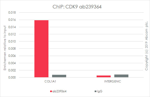 ChIP - Anti-Cdk9 antibody [EPR22956-37] - ChIP Grade (AB239364), expandable thumbnail