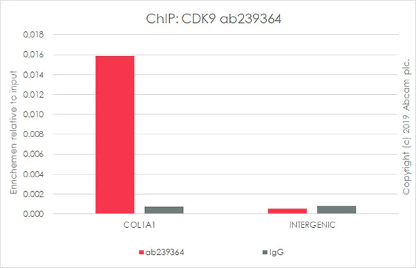 ChIP - Anti-Cdk9 antibody [EPR22956-37] - ChIP Grade (AB239364)