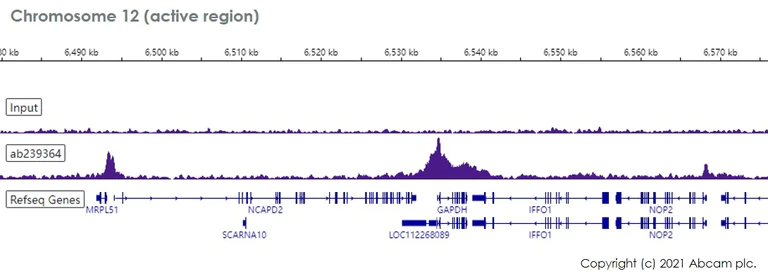 ChIP-sequencing - Anti-Cdk9 antibody [EPR22956-37] - ChIP Grade (AB239364)