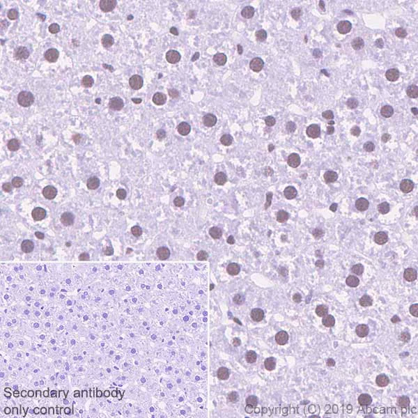 Immunohistochemistry (Formalin/PFA-fixed paraffin-embedded sections) - Anti-Cdk9 antibody [EPR22956-37] - ChIP Grade (AB239364)