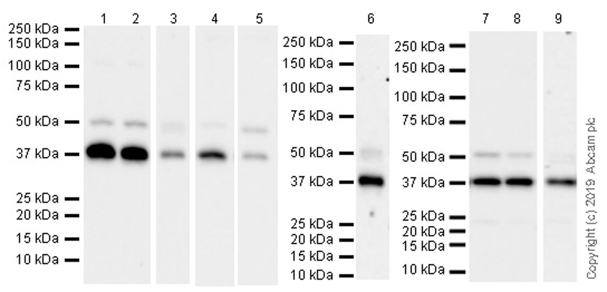 Western blot - Anti-Cdk9 antibody [EPR22956-37] - ChIP Grade (AB239364), expandable thumbnail