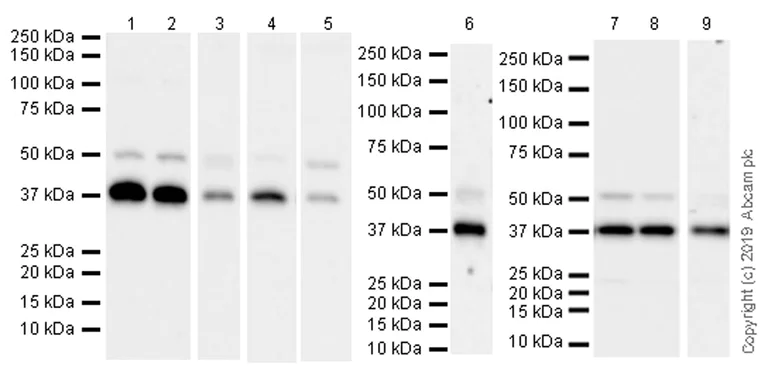 Western blot - Anti-Cdk9 antibody [EPR22956-37] - ChIP Grade (AB239364)