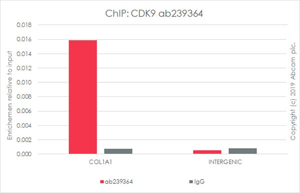 ChIP - Anti-Cdk9 antibody [EPR22956-37] - ChIP Grade - BSA and Azide free (AB259268), expandable thumbnail