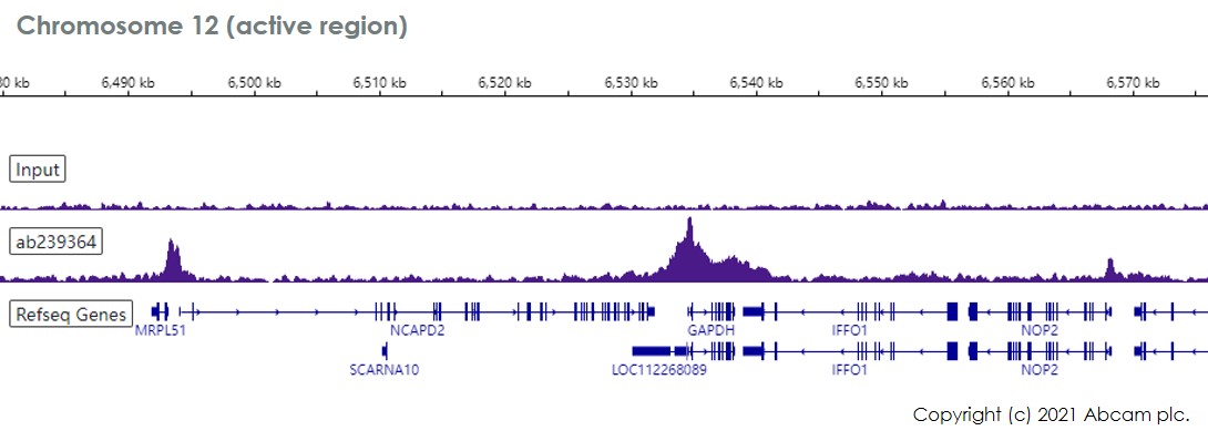 ChIP-sequencing - Anti-Cdk9 antibody [EPR22956-37] - ChIP Grade - BSA and Azide free (AB259268), expandable thumbnail