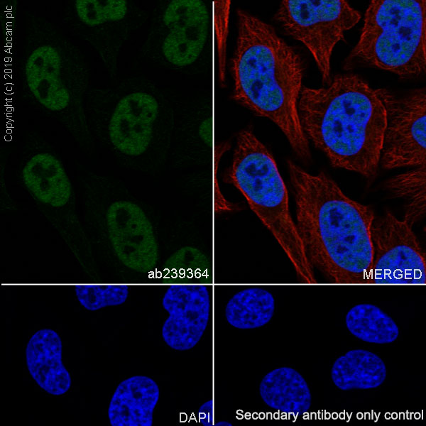 Immunocytochemistry/ Immunofluorescence - Anti-Cdk9 antibody [EPR22956-37] - ChIP Grade - BSA and Azide free (ab259268), expandable thumbnail