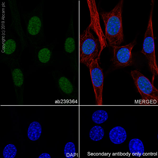 Immunocytochemistry/ Immunofluorescence - Anti-Cdk9 antibody [EPR22956-37] - ChIP Grade - BSA and Azide free (ab259268), expandable thumbnail