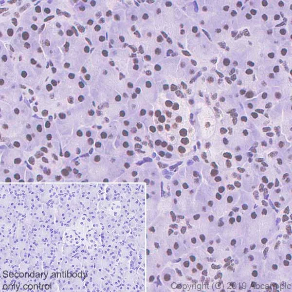 Immunohistochemistry (Formalin/PFA-fixed paraffin-embedded sections) - Anti-Cdk9 antibody [EPR22956-37] - ChIP Grade - BSA and Azide free (AB259268)