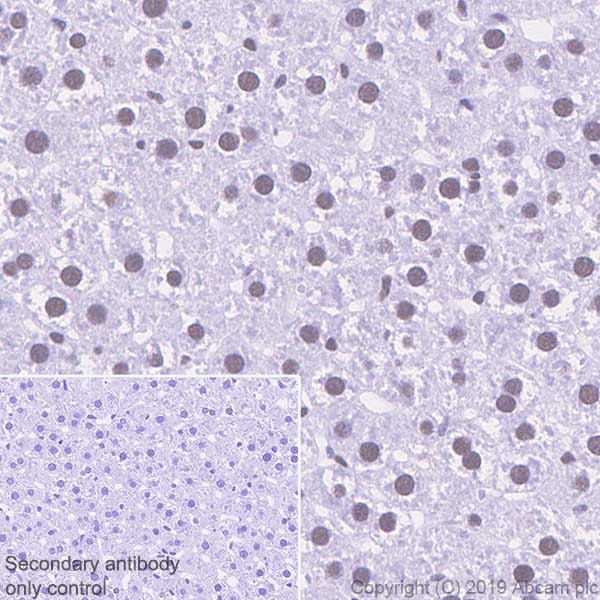 Immunohistochemistry (Formalin/PFA-fixed paraffin-embedded sections) - Anti-Cdk9 antibody [EPR22956-37] - ChIP Grade - BSA and Azide free (AB259268), expandable thumbnail