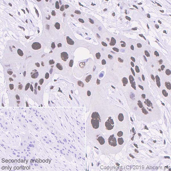 Immunohistochemistry (Formalin/PFA-fixed paraffin-embedded sections) - Anti-Cdk9 antibody [EPR22956-37] - ChIP Grade - BSA and Azide free (ab259268), expandable thumbnail