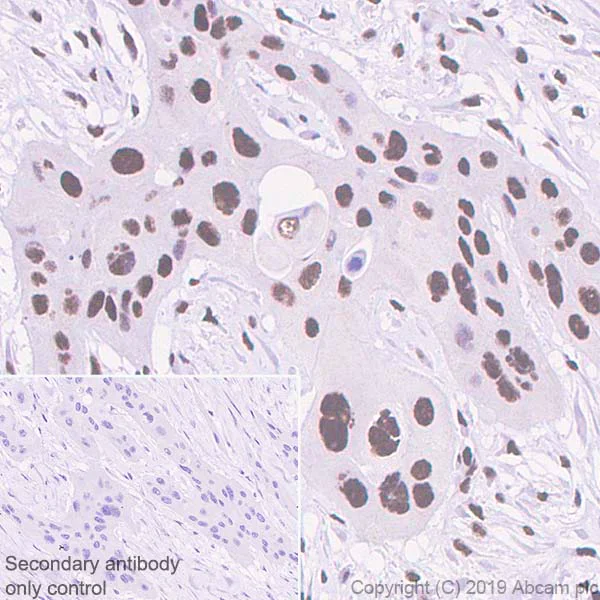 Immunohistochemistry (Formalin/PFA-fixed paraffin-embedded sections) - Anti-Cdk9 antibody [EPR22956-37] - ChIP Grade - BSA and Azide free (AB259268)