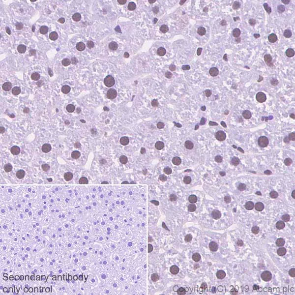 Immunohistochemistry (Formalin/PFA-fixed paraffin-embedded sections) - Anti-Cdk9 antibody [EPR22956-37] - ChIP Grade - BSA and Azide free (AB259268)