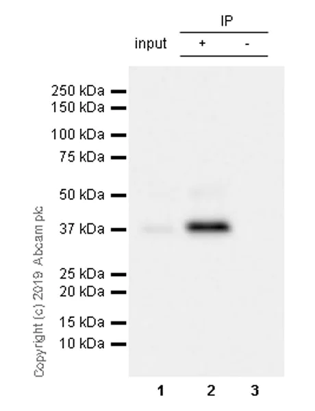 Immunoprecipitation - Anti-Cdk9 antibody [EPR22956-37] - ChIP Grade - BSA and Azide free (AB259268)