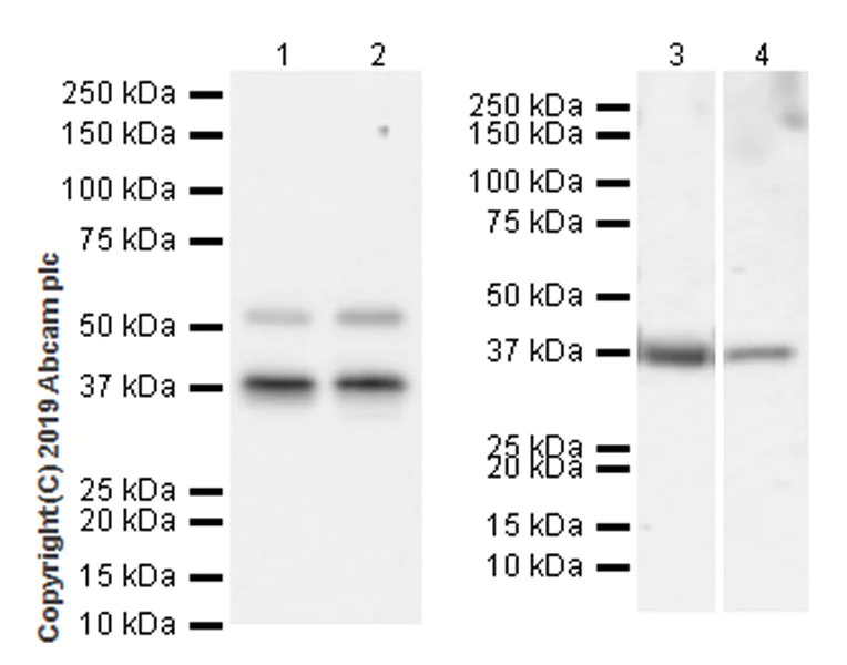 Western blot - Anti-Cdk9 antibody [EPR22956-60] (AB261724)
