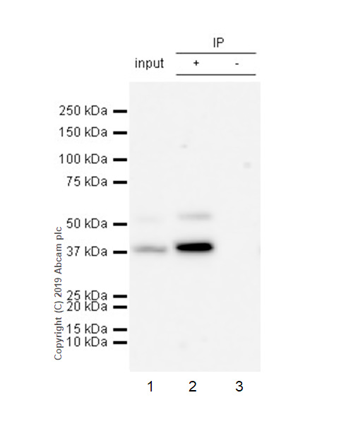 Immunoprecipitation - Anti-Cdk9 antibody [EPR22956-60] - BSA and Azide free (AB261726), expandable thumbnail