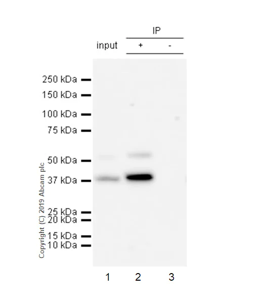 Immunoprecipitation - Anti-Cdk9 antibody [EPR22956-60] - BSA and Azide free (AB261726)