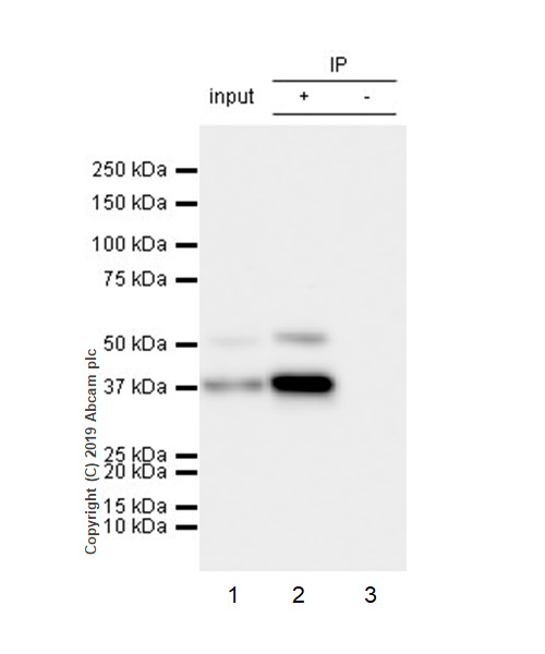 Immunoprecipitation - Anti-Cdk9 antibody [EPR22956-60] - BSA and Azide free (AB261726), expandable thumbnail