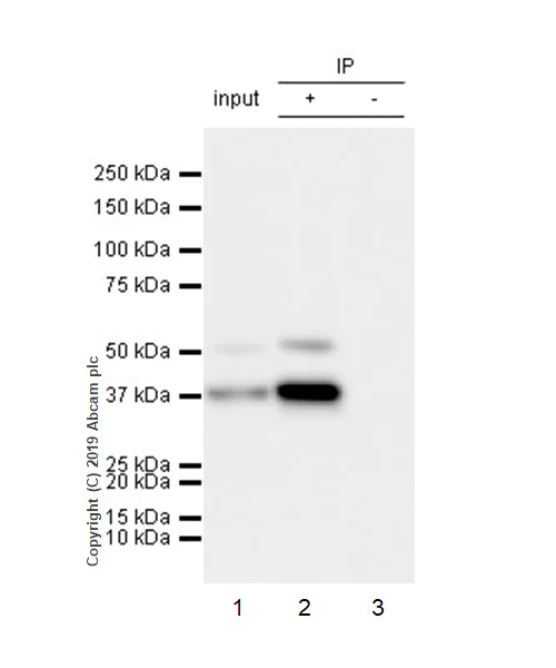 Immunoprecipitation - Anti-Cdk9 antibody [EPR22956-60] - BSA and Azide free (AB261726)