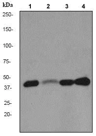 Western blot - Anti-Cdk9 antibody [EPR3119Y] (AB76320)