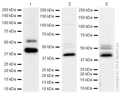 Western blot - Anti-Cdk9 antibody [EPR3119Y] (AB76320)