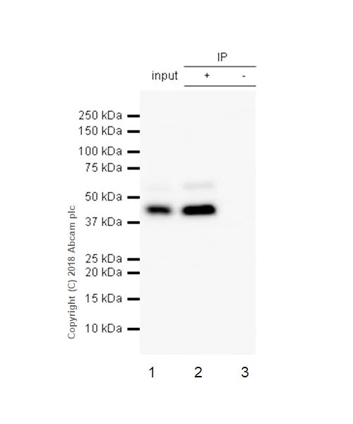 Immunoprecipitation - Anti-Cdk9 antibody [EPR3119Y] - BSA and Azide free (AB236045)