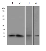 Western blot - Anti-CDKA1 / DOC1 antibody [Clone-R76] (AB108290)